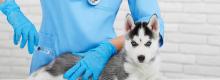 Curso de Medicina Veterinária